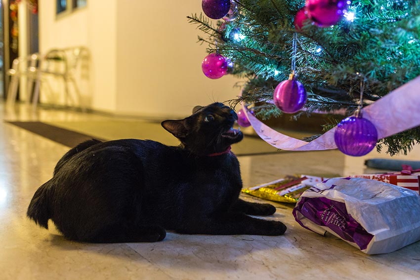 кот и новогодняя елка смешные фото 53